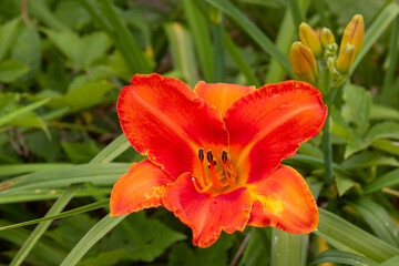 Fototapeta premium orange daylily