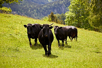 bull, black, cow, mammal, farm
