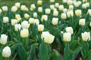 group of white holiday tulip flowerbed. Blossoming tulip fields. spring landscape park. country of tulip. beauty of blooming field. famous tulips festival. Nature Background. Pleasant spring day