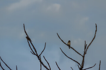 Cute little bird on tree branch with nature background. Small bird on dry tree branch with blue sky background.