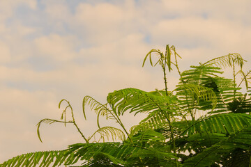Young shoots of climbing wattle (Senegalia pennata) tree in the sky Background. Green leaves of Acacia pennata, Senegalia pennata.