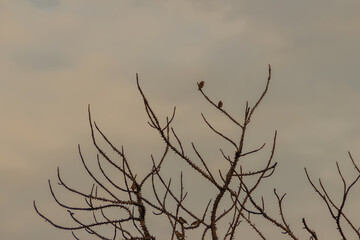 Cute little bird on tree branch with nature background. Small bird on dry tree branch with blue sky background.