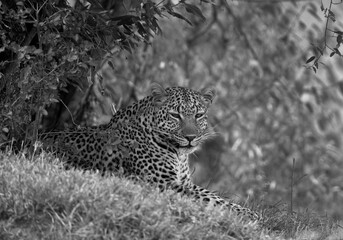 Leopard sitting in the shade of  bushes, Masai Mara.