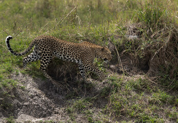 Leopard near a small river channel, Masai Mara.