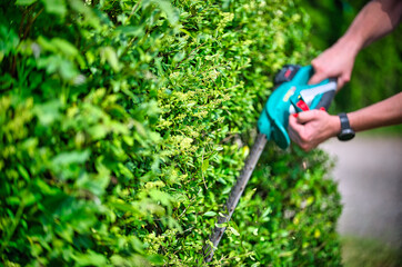Naklejka premium Cut the hedge with the hedge trimmer