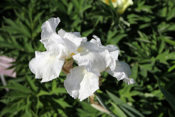 Obraz premium White irises on the flower bed