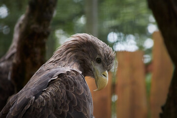 big sea eagle