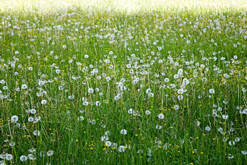 meadow, flowers, blossom, spring, grass