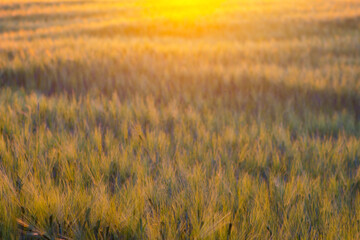 abstract photo of wheat field and bright bokeh lights