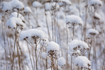 snow covered tansy flowers