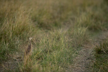 White-Bellied Bustard in the grassland, Masai Mara