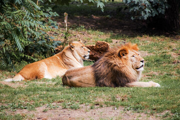 Lion couple lies together in the steppe grass