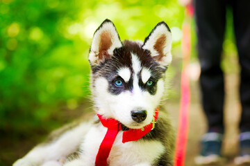 Siberian little Husky breed dog walks through the woods with a boy