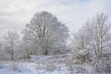 bourgoyen nature reserve i the snow, Ghent, Flanders, Belgium