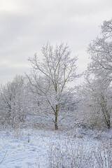 bourgoyen nature reserve i the snow, Ghent, Flanders, Belgium