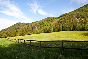 forest fence meadow landscape