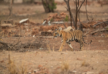 Obraz na płótnie Canvas Tiger cub on move at Tadoba Andhari Tiger Reserve, India