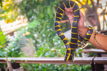Cute mangrove snake on hand of the expert. Boiga dendrophila, commonly called the mangrove snake or the gold-ringed cat snake, is a species of rear-fanged snake in the family Colubridae.