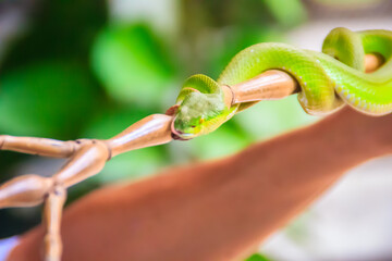 Scary green venomous pit viper is crawling on the branch. Green pit viper snake (Trimeresurus) also known as Asian palm pit vipers, Asian lanceheads and Asian lance-headed vipers.