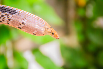 Cute copperhead racer snake, also known as radiated ratsnake, copperhead rat snake or copper-headed trinket snake is a nonvenomous species of colubrid snake.