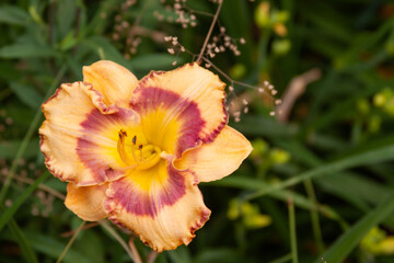 yellow orange daylily