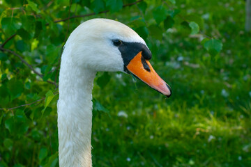 The head of a white swan on a background of greenery