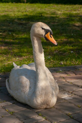 Seated white swan in a city park. Horizontal photo.