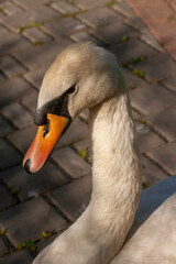 The head of a white swan in a city park. Vertical photo
