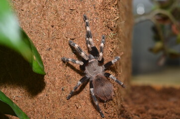 spider