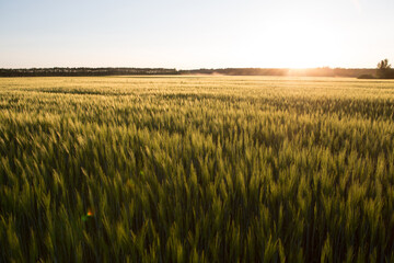 Sunset over wheat field.