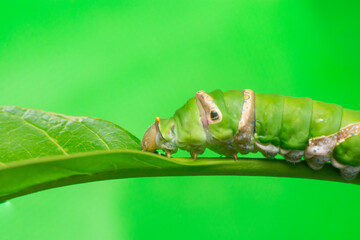 Green female Lime Swallowtail Butterfly (Papilio demoleus malayanus) with transverse band, long oblique bar, two lateral eye spots crawling and walking on the green leaf isolated with the soft green 