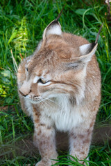 Naklejka na ściany i meble The muzzle of a male Eurasian lynx.