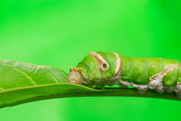 Green female Lime Swallowtail Butterfly (Papilio demoleus malayanus) with transverse band, long oblique bar, two lateral eye spots crawling and walking on the green leaf isolated with the soft green 