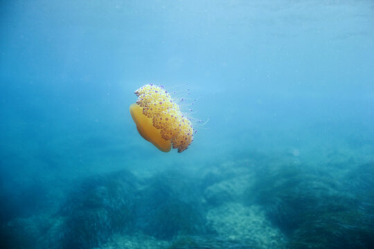 Fried egg jellyfish or common jellyfish from the Mediterranean Sea. Underwater image of marine fauna of the Mediterranean. Edible jellyfish