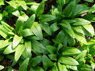 Field of allium ursinum, also known as ramsons, buckrams, wood or wild garlic and bear leek. 