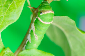 Top, aerial view of Green female Lime Swallowtail Butterfly (Papilio demoleus malayanus) with transverse band, long oblique bar, two lateral eye spots crawling the stem isolated with the soft green 