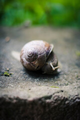 snail in the garden