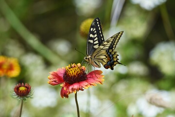 A swallowtail butterfly sucking the nectar of a flower.