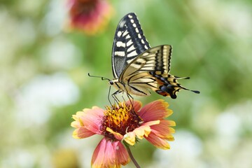 Fototapeta na wymiar A swallowtail butterfly sucking the nectar of a flower.