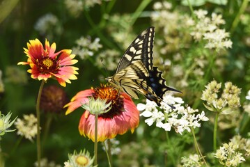 A swallowtail butterfly sucking the nectar of a flower.