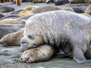 Big Seal on the coast in South Georgia