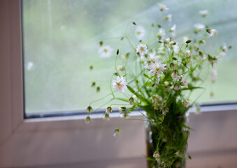 flowers in a window