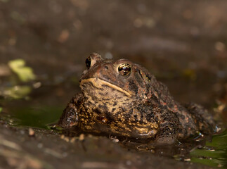 toad in the water
