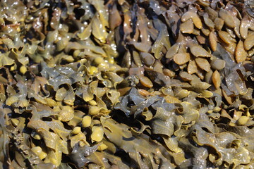yellow and green seaweed sitting on top of water in rock pool