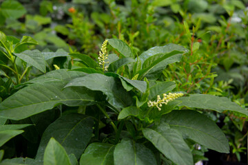 Herbs in a greenhouse