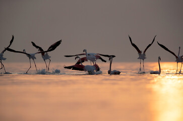 Greater Flamingos takeoff at Asker coast in the morning hours, Bahrain