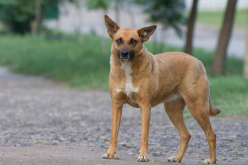 Red yard dog with a clip in his ear. Marking stray animals.