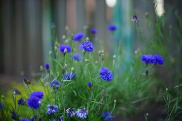 A bush of blue flowers cornflower grow in a summer garden near a wooden fence. Beautiful soft focus. Art bokeh.