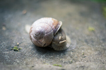 snail in the garden