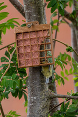 Fledgeling bluetit on garden suet bird feeder